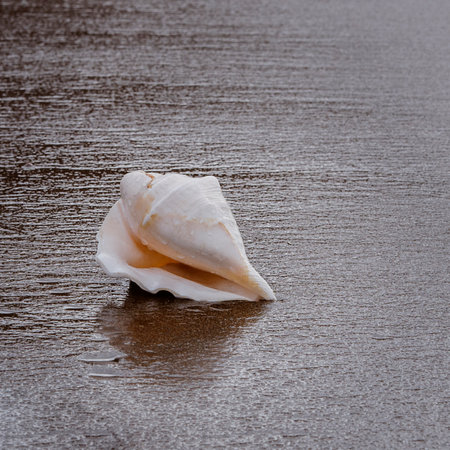 White Seashell on wet gold sand of tropical beach at sunset. Twilight ocean coast background for...