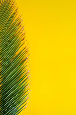 Tropical palm leaves border on yellow background with copy space. Concept for summer vacation concept flat lay.の写真素材