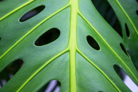 Close up of monstera palm leave for texture or background. Abstract tropical plant imageの写真素材