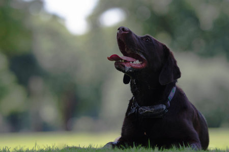 Tired dog in the parkの写真素材