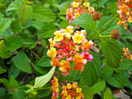 Great nature in Kerala for tourismの写真素材