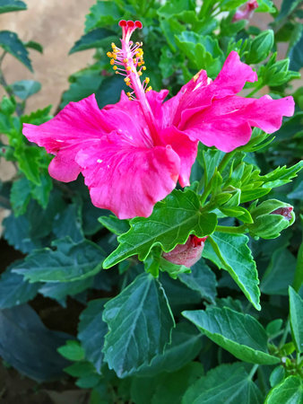 a beautiful flower in kerala resort.の写真素材