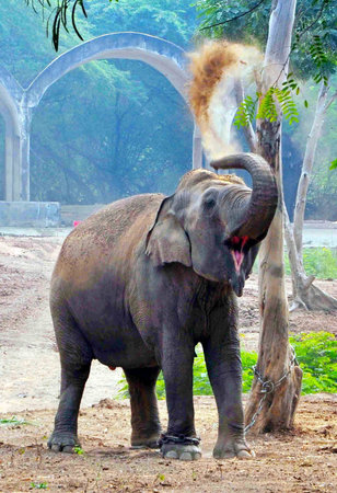 Visakhapatnam: The elephant Laxmi having happy time with dust bath coming to their new home at Indira Gandhi Zoological Park.の写真素材