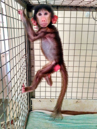 Two-month old baboon waiting for the animal keeper to feed him at Indira Gandhi Zoological Park. The baboon is under care of the Zoo doctors for few months.の写真素材