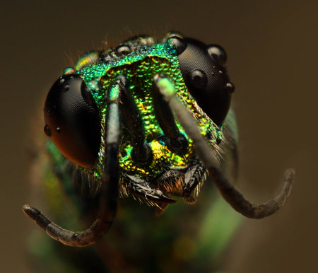 colored beeの写真素材