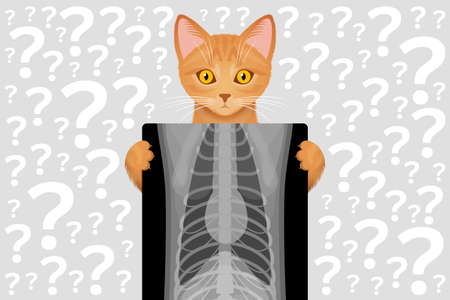 Ginger cat is holding in paws X-ray image of chest, and plenty of question marks around. Concept of veterinary diagnostic of diseases using radiography, pet treatmentのイラスト素材