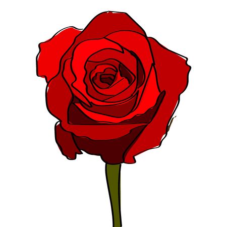 Red Rose on a White Background. Vector Illustrationのイラスト素材