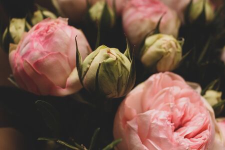 Pink Roses on a Dark Background. Bouquet of Tender Peoniesの写真素材
