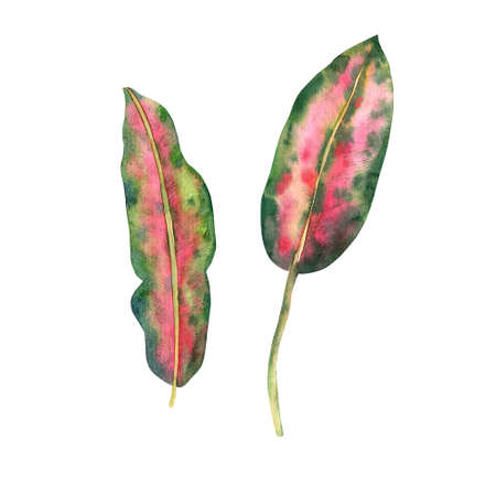 Hand-drawn watercolor tropical leaves in high quality. Concept for drawing up designs, cards,...