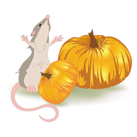 Vector image of a rat sitting near large pumpkinsのイラスト素材