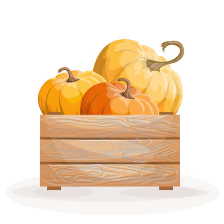 Vector image of three pumpkins in a box Isolated on white background. Concept. Vegetable. Cartoon. EPS 10のイラスト素材