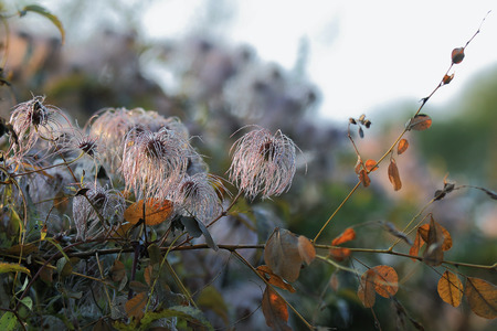 hairy clematis flower in drops of dew at dawnの写真素材