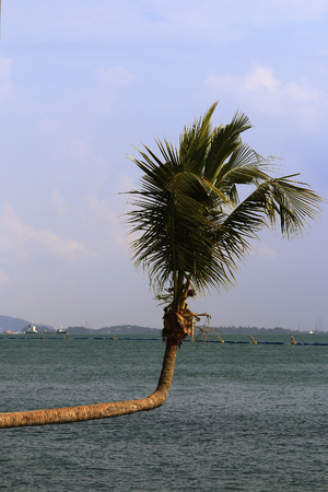 the palm bent at a right angle by the seaの写真素材