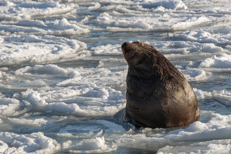 Steller's sea lion among the frozen seaの写真素材