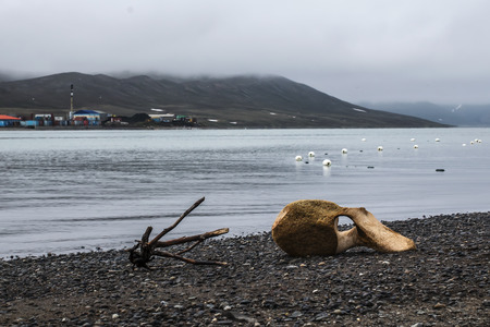 Whale vertebrae on the shore of the North riverの写真素材