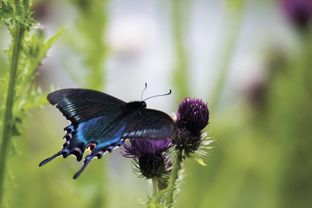 Butterfly Papilio maackii Menetries on a flower of a thistleの写真素材