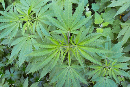 leaves of wild Manchurian marijuana
