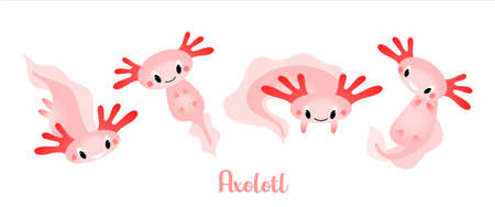 A set of cute cartoon axolotls, aquatic animals, amphibians, vector illustration in a flat styleのイラスト素材