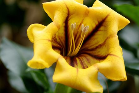 exotic flowerの写真素材