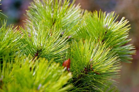 pine branches