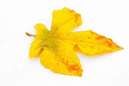 yellow leaf