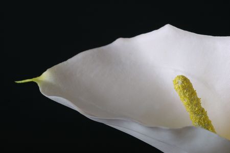 calla lily close-upの写真素材