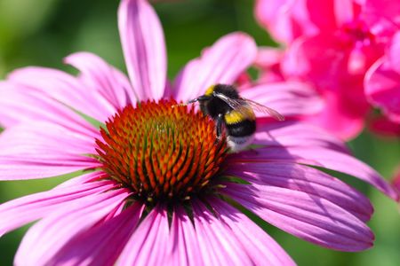  bee  on gerbera flower collecting nectarの写真素材