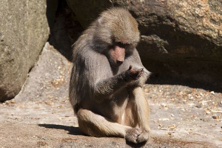 Apeの写真素材