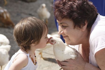 Kissing a chickenの写真素材