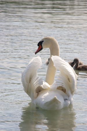 Swans familyの写真素材