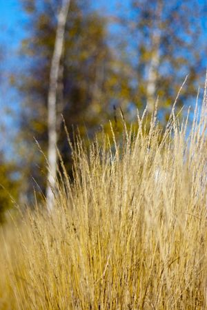 Autumn in the parkの写真素材