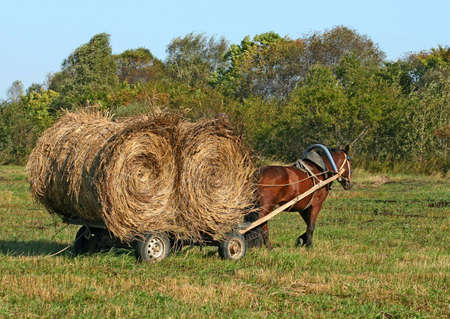 horse pulling a cart with hayの写真素材