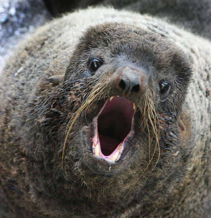 northern fur seal (Callorhinus ursinus)の写真素材