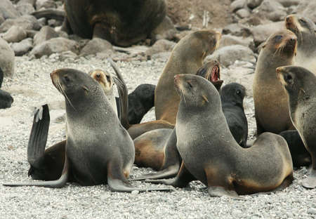 Harem of northern fur seal (Callorhinus ursinus)の写真素材