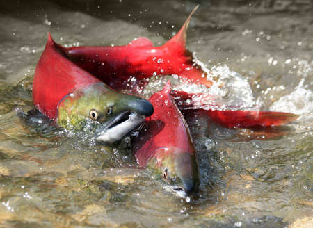 male and female red salmon in river before spawning