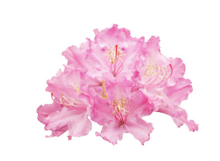 bunch of flowers of Rhododendron smirnowii  on a white background, isolatedの写真素材