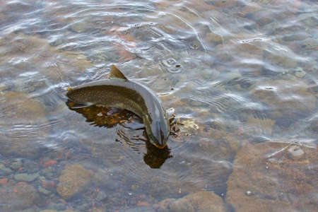 char  red trout , salmon family fish, jumped out of the waterの写真素材