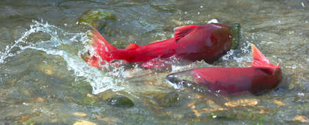 Male and female sockeye salmon  red salmon   during spawning in the shallow creekの写真素材
