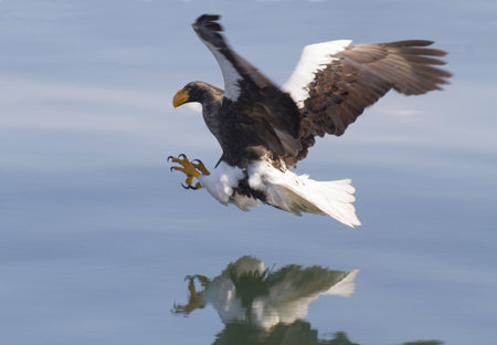 Steller s sea eagle attacksの写真素材