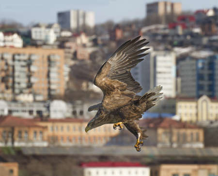 Rush white-tailed eagle over the city, Vladivostok, Russia