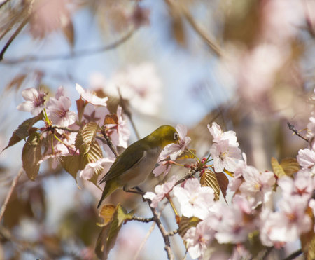 White-eye bird drinking nectar on blooming cherry on light blue  backgroundの写真素材