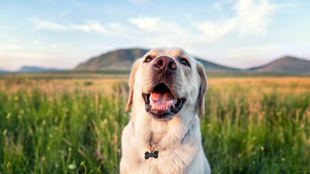 happy dog smile white Labradorの写真素材