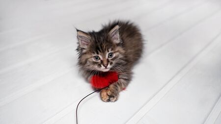 Kitten with toy on white floorの写真素材