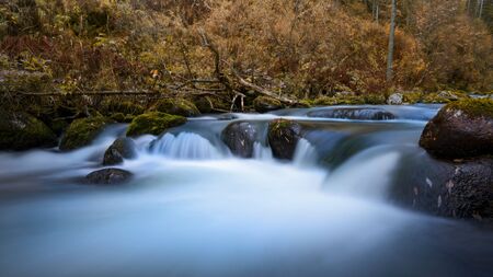 Forest creek on the river