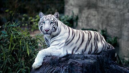 beautiful white tiger with blue eyes lies on the stoneの写真素材