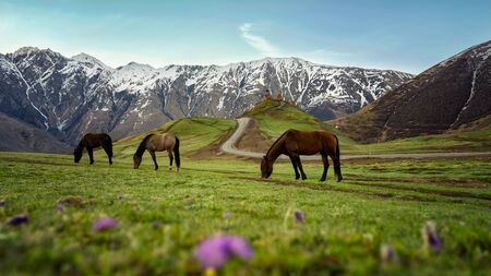 horses standing on a green meadow in the mountains of Kazbegi on the background Trinity Churchの写真素材