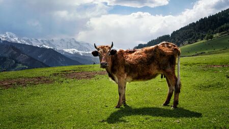Cow on a green meadow with mountains in the backgroundの写真素材