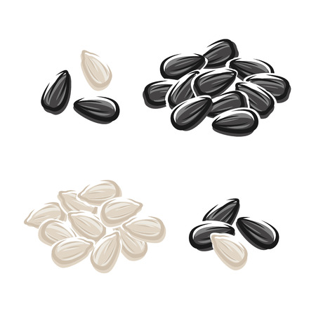 Sunflower seeds set. のイラスト素材