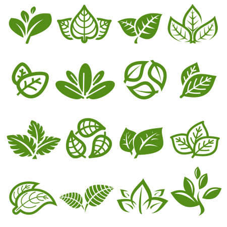 Collection leafs. Leafs collection Vector illustrationのイラスト素材