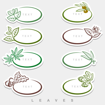 Collection leaves set. Collection  frame  leaves . Vectorのイラスト素材